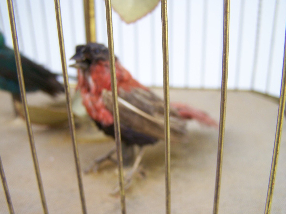 Cage à Oiseau Chanteur Avec  3 Oiseaux Par Bontems (paris)-photo-2