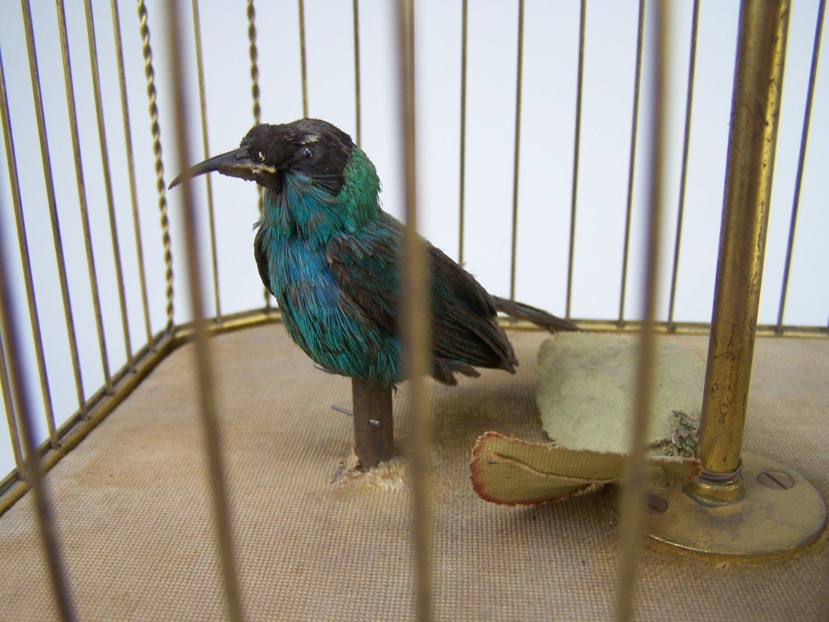 Cage à Oiseau Chanteur Avec  3 Oiseaux Par Bontems (paris)-photo-3