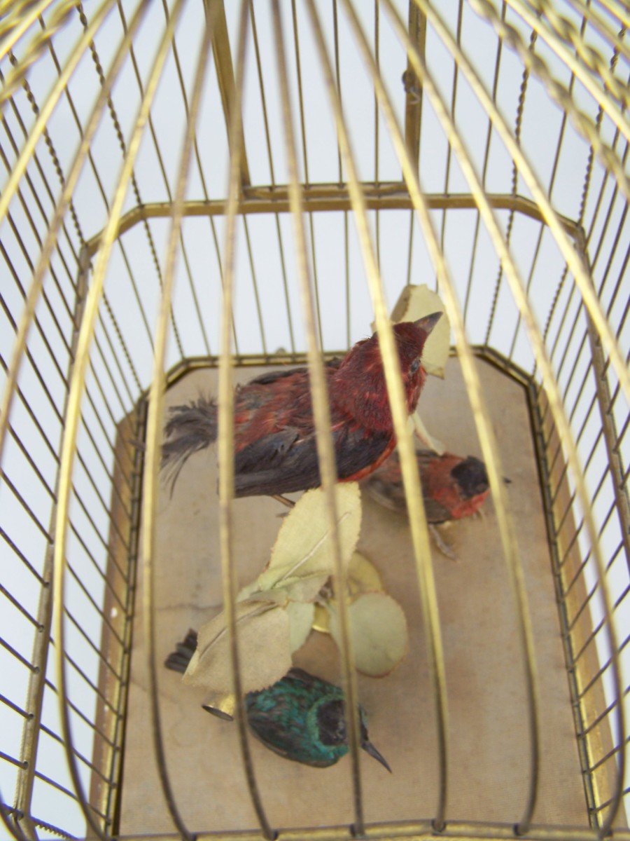 Cage à Oiseau Chanteur Avec  3 Oiseaux Par Bontems (paris)-photo-7