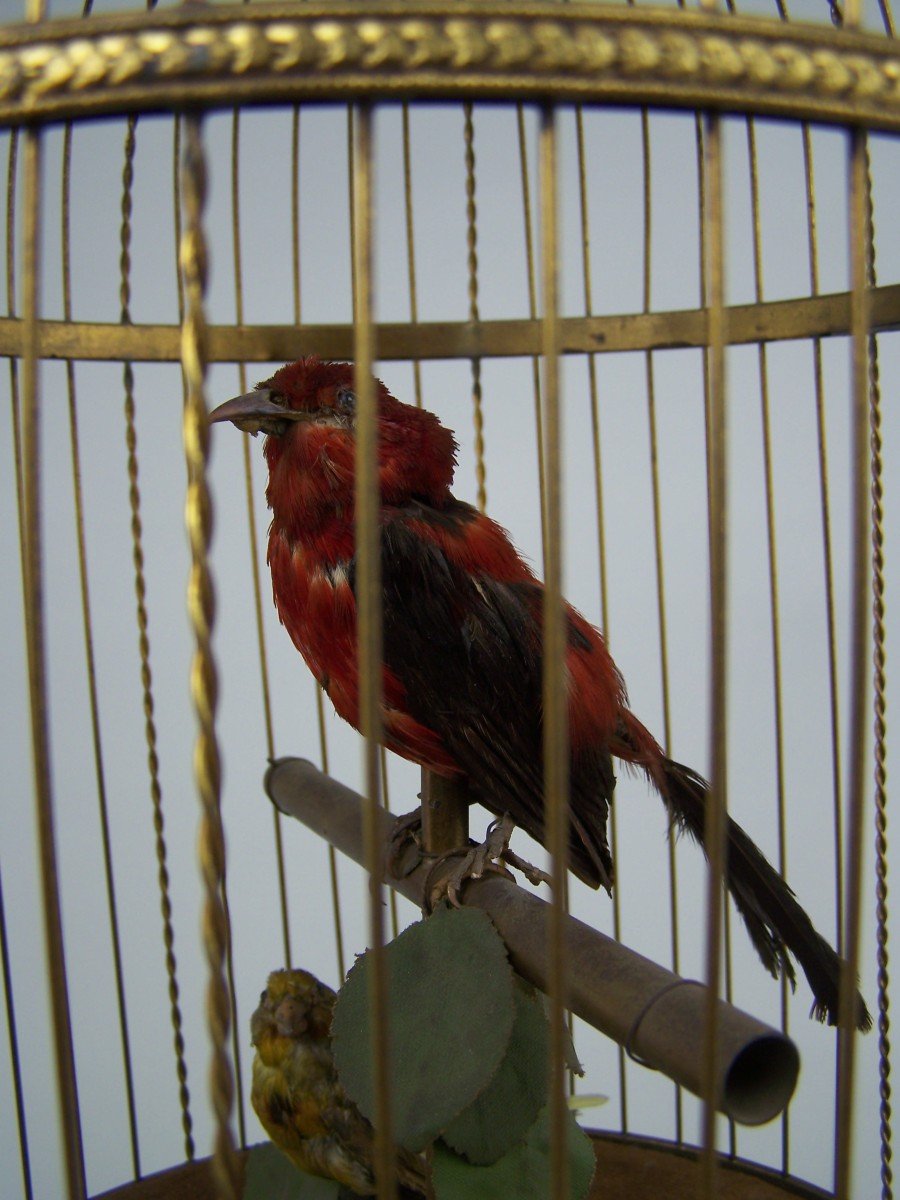 Brass Singing Bird Cage With 2 Birds By Bontems (paris)(original)-photo-2