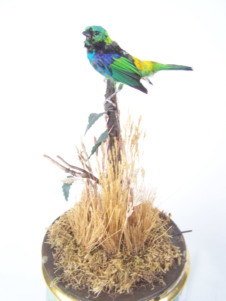 Jardinière à Oiseaux Chantante Par Bontems (paris)-photo-5