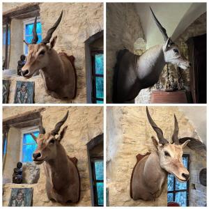 Taxidermie, Eland Du Cap 