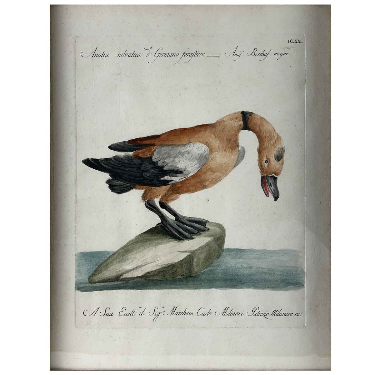 Saverio Manetti Wid Duck 18th Century Italian Hand Colored Engraving-photo-3