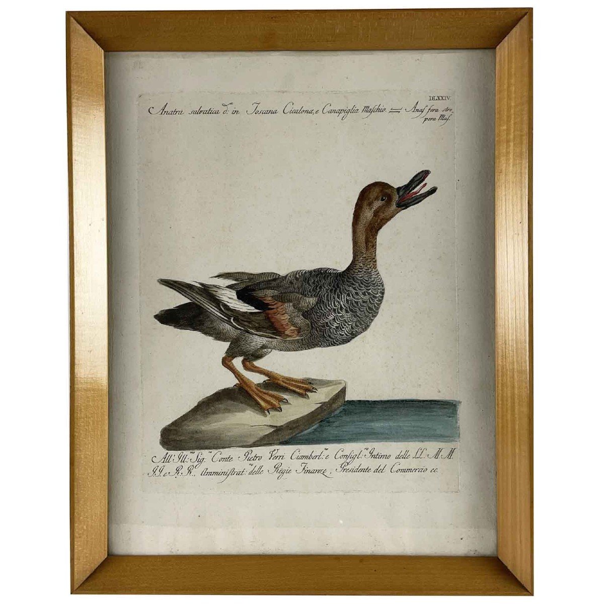 Canard Salvatica Saverio Manetti  Gravure Italienne Aquarellée à La Main Vers 1770-photo-2