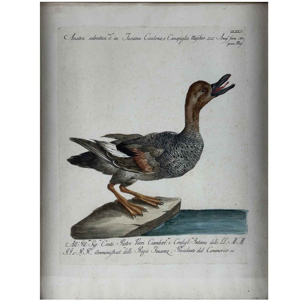 Canard Salvatica Saverio Manetti  Gravure Italienne Aquarellée à La Main Vers 1770-photo-3