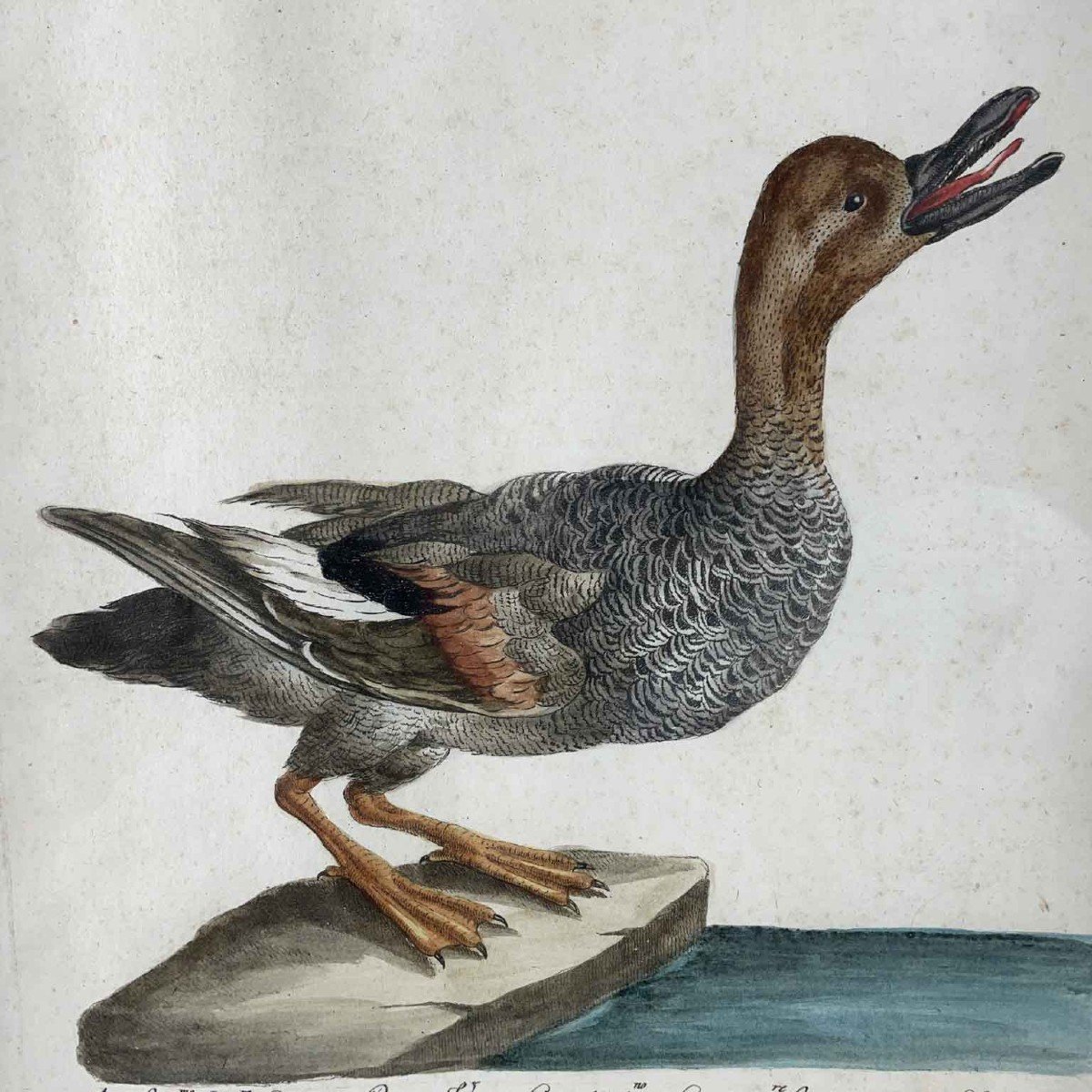 Canard Salvatica Saverio Manetti  Gravure Italienne Aquarellée à La Main Vers 1770-photo-4