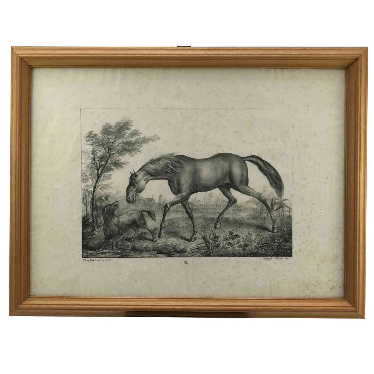 European Horse Breeds Nine Lithographs By Italian Giarrè Luigi 1822 Firenze-photo-4