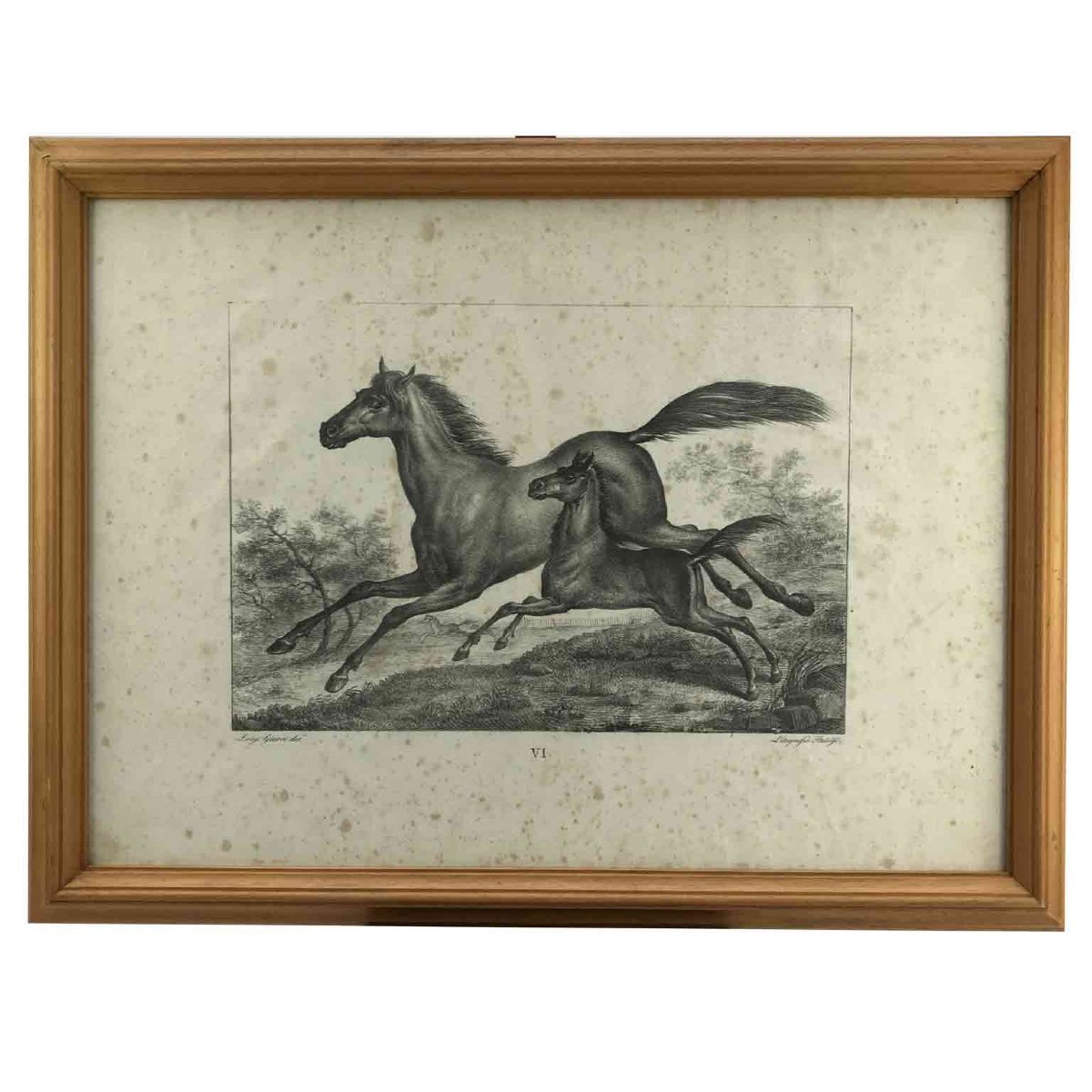 European Horse Breeds Nine Lithographs By Italian Giarrè Luigi 1822 Firenze-photo-7