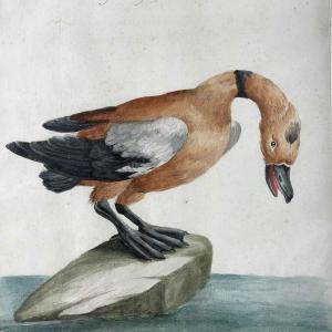 Saverio Manetti Wid Duck 18th Century Italian Hand Colored Engraving