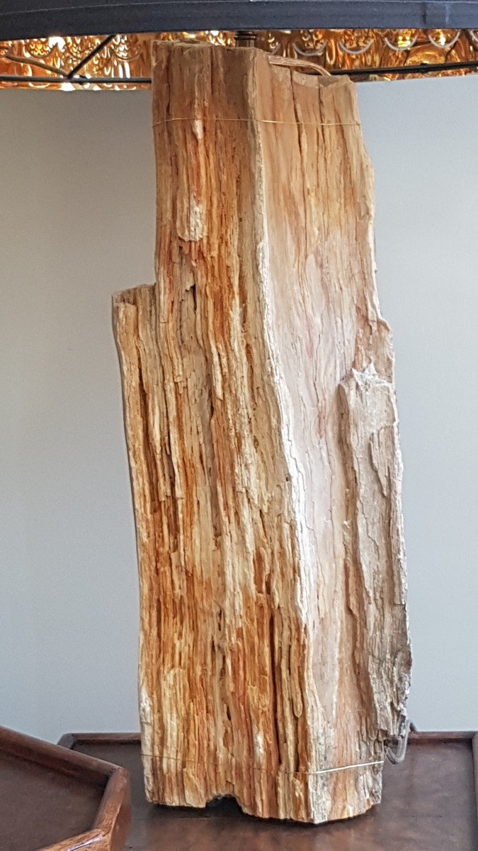 Petrified Wood Lamp-photo-2