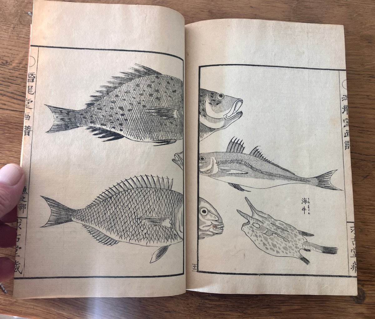 Senryūdō Gafu Gyorui No Bu - Takizawa - Kiyoshi 1880 濳龍堂畫譜 - 瀧澤清 - Poissons Et Crustacés - -photo-3