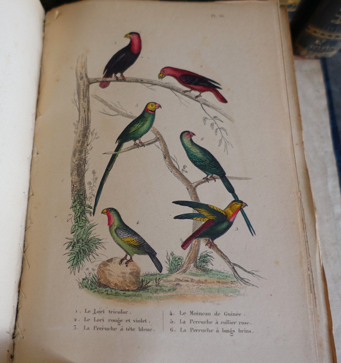 Buffon's Natural History, 26 Volumes And Colored Plates - - 26 Volumes - 1829-photo-4