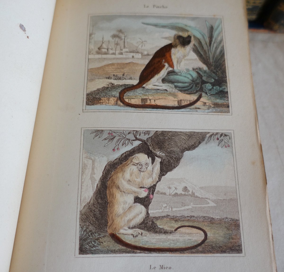 Buffon's Natural History, 26 Volumes And Colored Plates - - 26 Volumes - 1829-photo-5