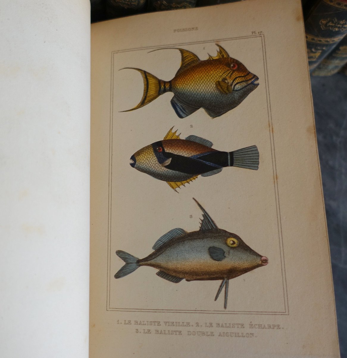 Buffon's Natural History, 26 Volumes And Colored Plates - - 26 Volumes - 1829-photo-6