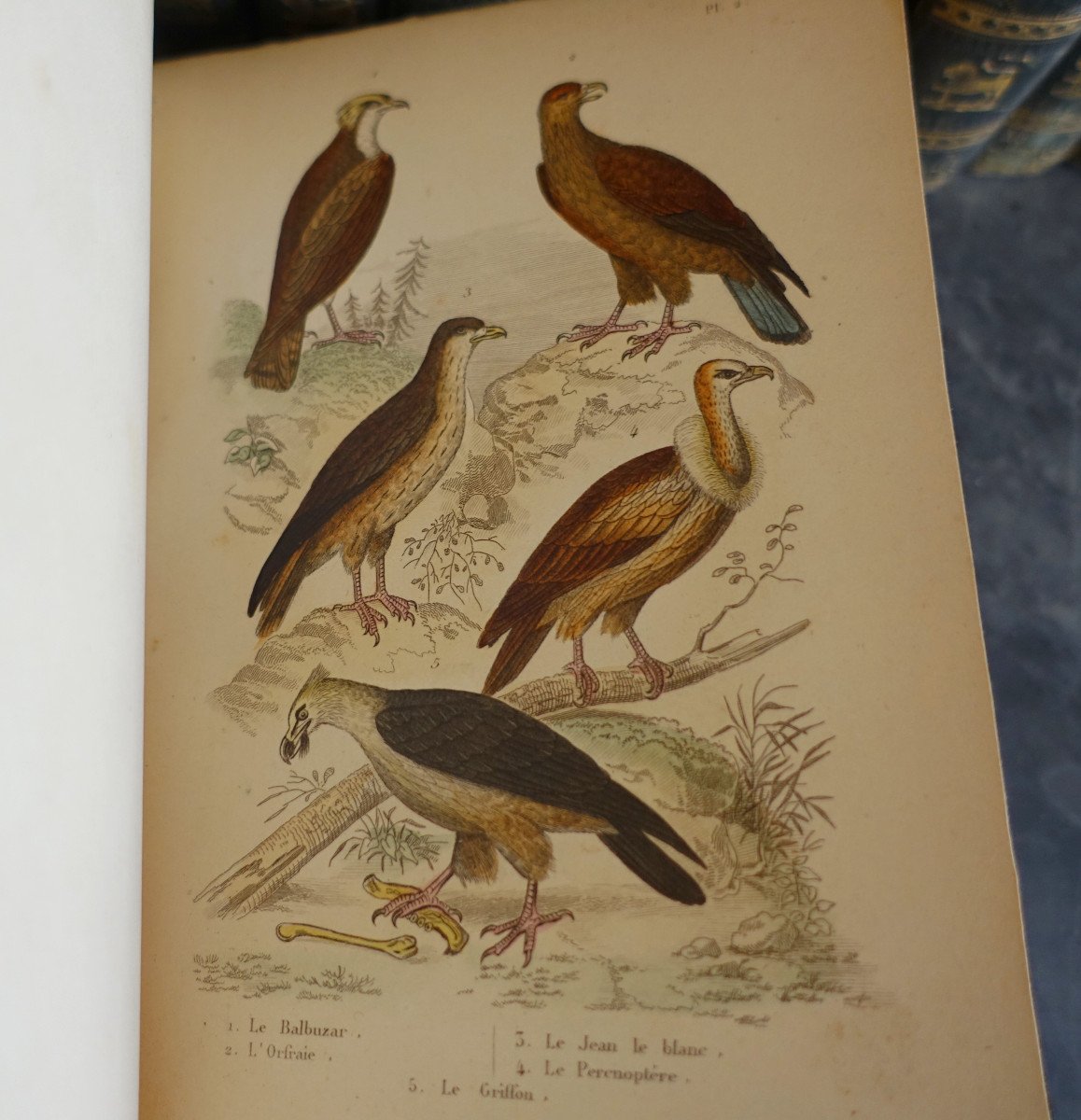 Buffon's Natural History, 26 Volumes And Colored Plates - - 26 Volumes - 1829-photo-7