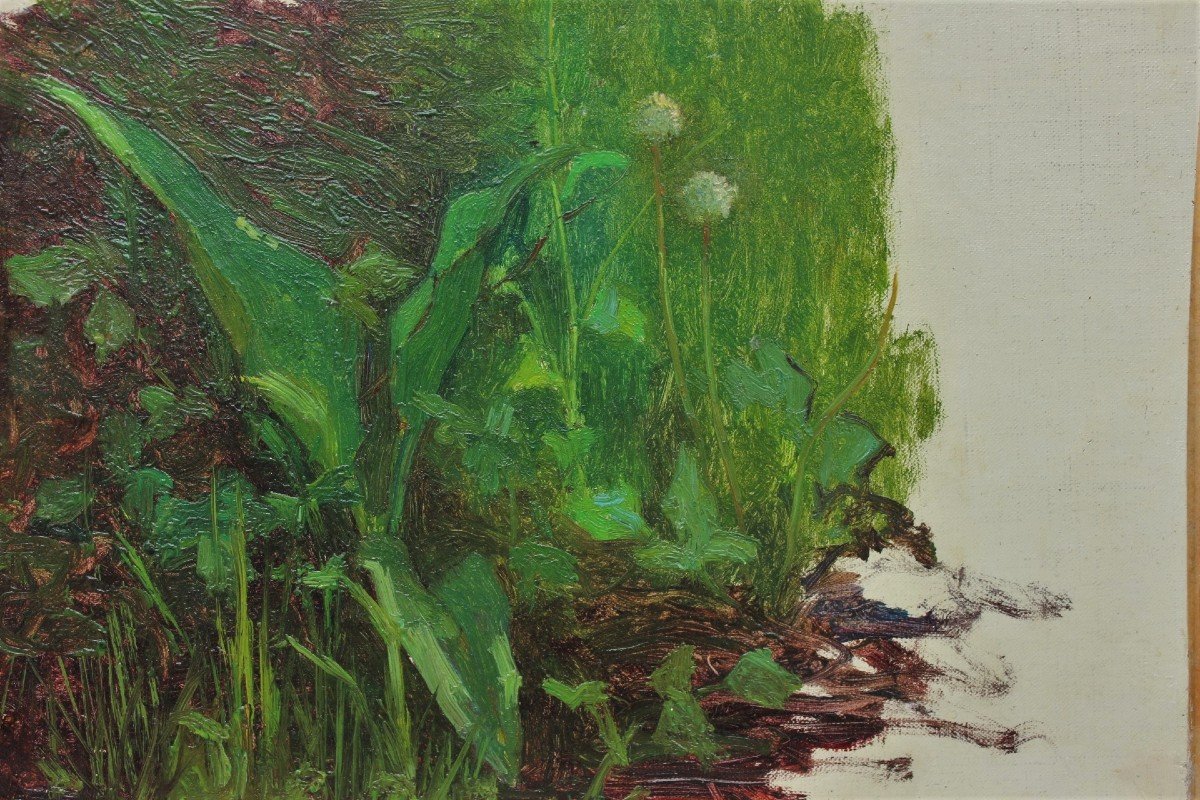 Raymond Thibesart (1874-1968). Vegetation Study-photo-3