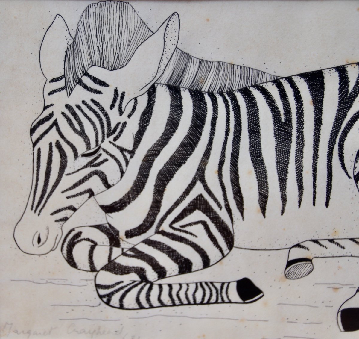 Zebra Drawing By Margaret Craighead -photo-4