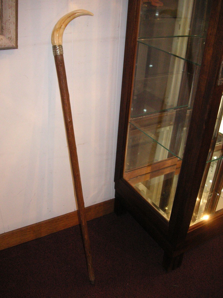 Cane With 19th Century Ivory Tusk / Wood-silver-ivory