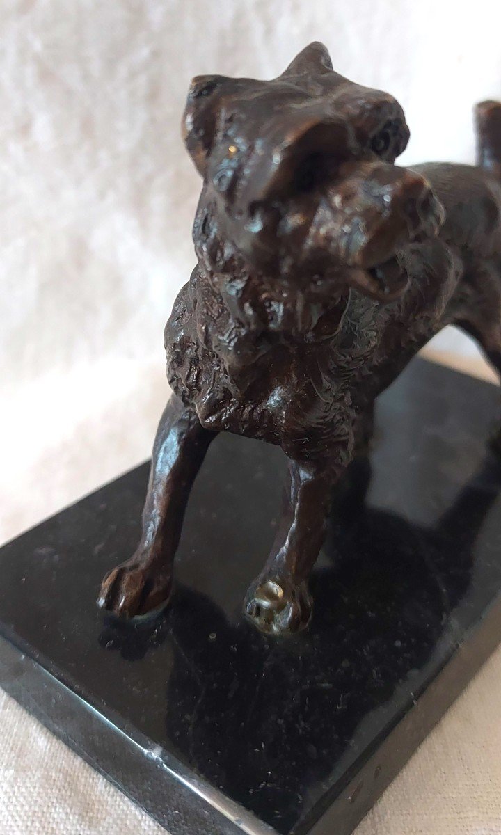 Pyrenees Labri Dog In Bronze With Medal Patina On Its Marble Terrace From The 19th Century-photo-4