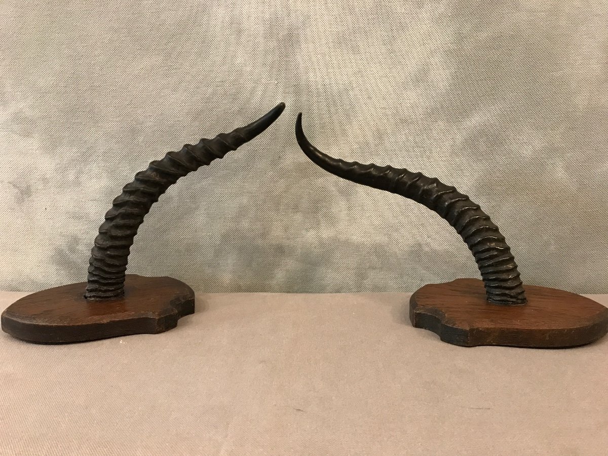 Pair Of Horns On Wooden Support Around 1900-photo-3