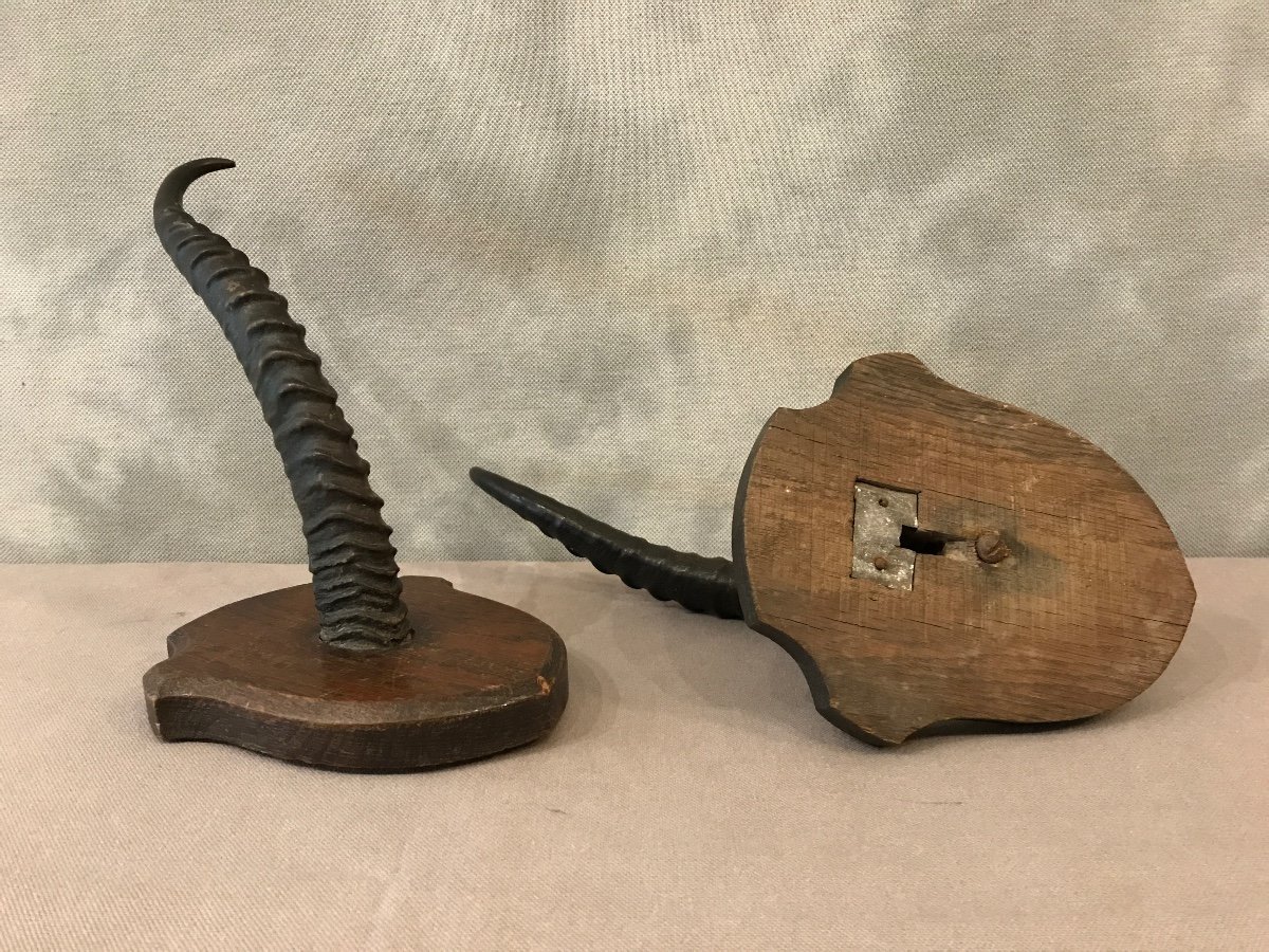 Pair Of Horns On Wooden Support Around 1900-photo-2