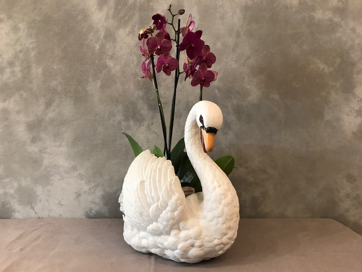 Grand Cygne En Porcelaine De Biscuit D’époque 19ème( Grand Cache- Pot)