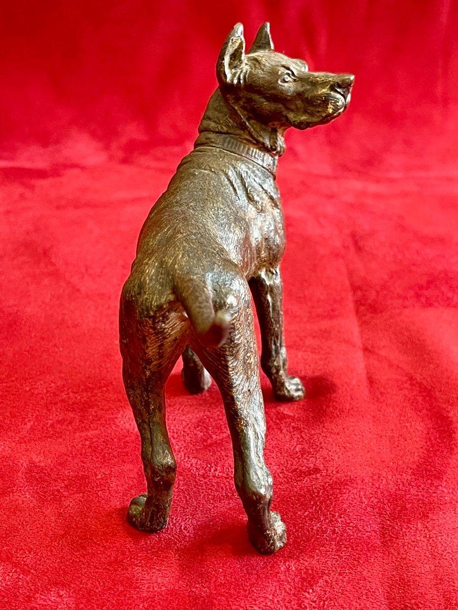 Bronze de Vienne, Dogue Allemand-photo-4
