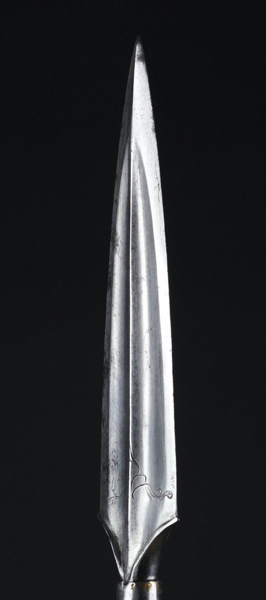 South Indian Spearhead-photo-2