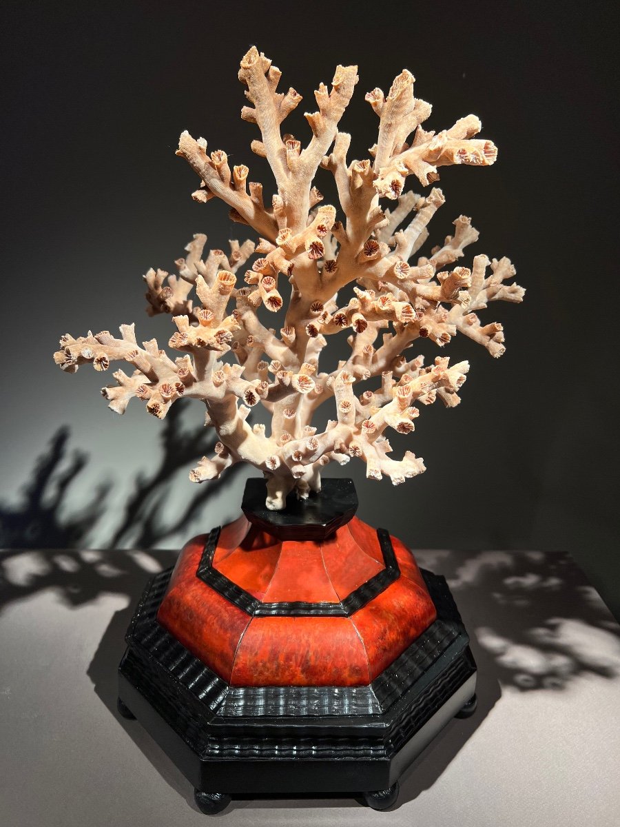 Coral Desmophyllum Pertusum Mounted On Base In Tortoise Shell And Ebony Antwerp 17th.