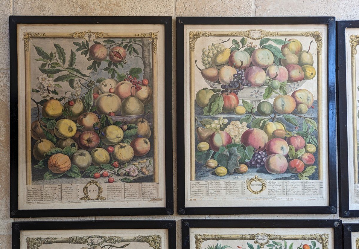 10 Gravures  12 mois de fruits. Pieter Casteels 1732-photo-5