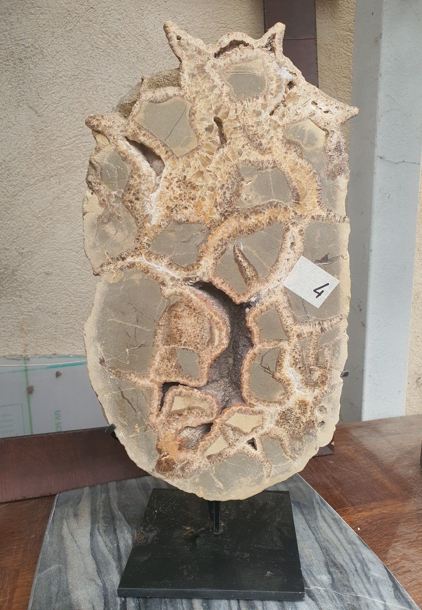 Septaria  Fossile N4