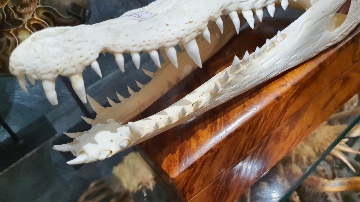 Crocodile Head-photo-3