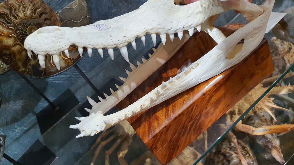 Crocodile Head-photo-4