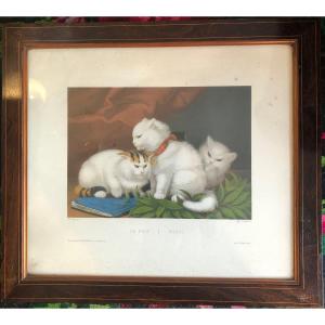 Pair Of Framed Cats Colour Enhanced Engravings 