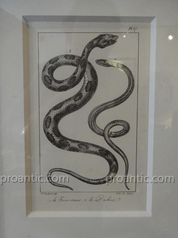 9 Gravures De Serpents Du Comte De Lacépède -photo-2