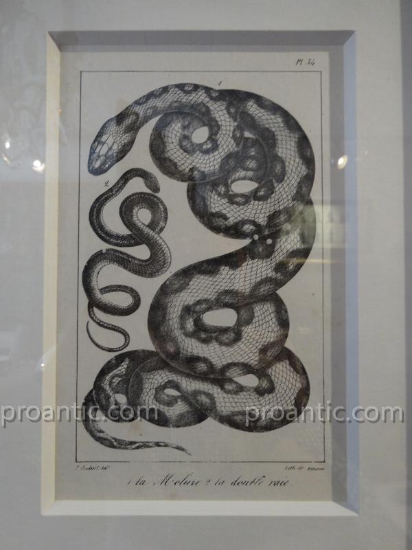 9 Gravures De Serpents Du Comte De Lacépède -photo-1