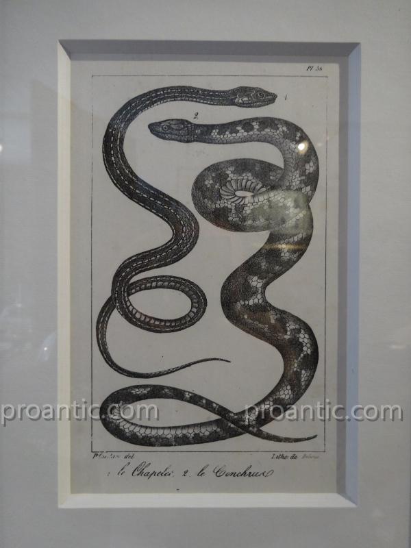 9 Gravures De Serpents Du Comte De Lacépède -photo-2