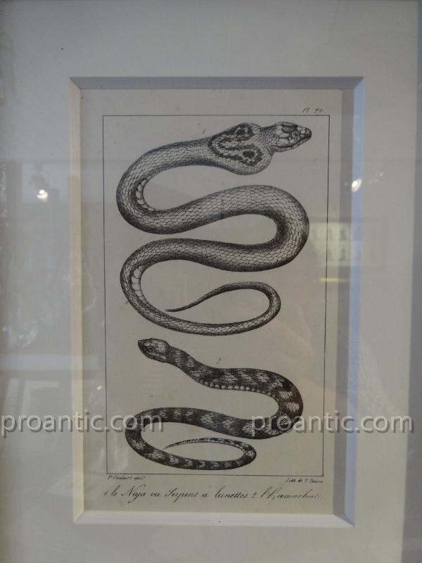 9 Gravures De Serpents Du Comte De Lacépède -photo-4