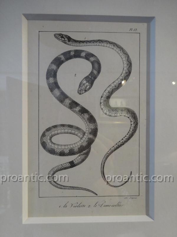 9 Gravures De Serpents Du Comte De Lacépède -photo-5