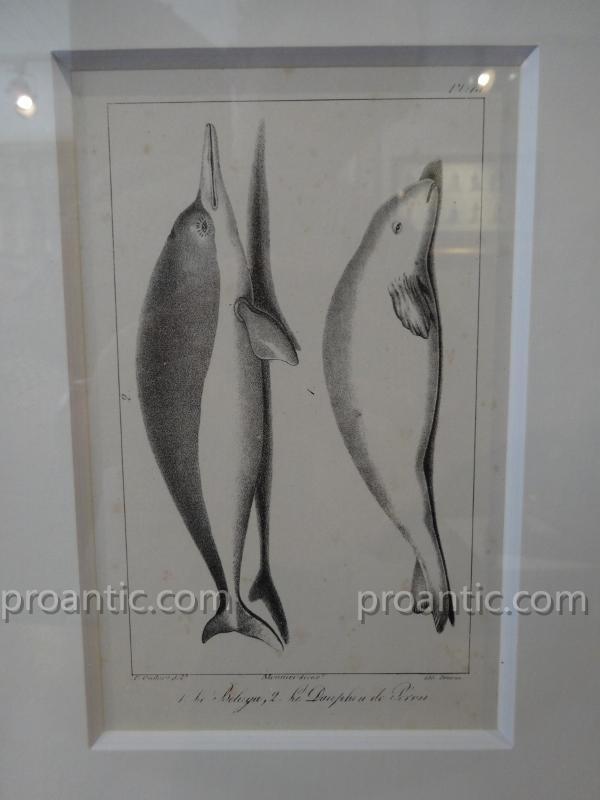 9 Engravings Of Marine Mammals Of Earl Lacépède-photo-3