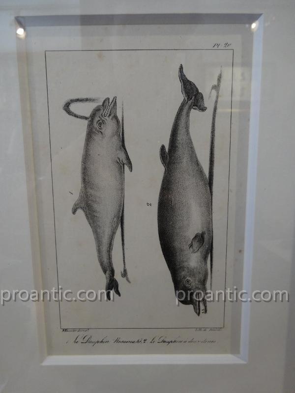 9 Engravings Of Marine Mammals Of Earl Lacépède-photo-4