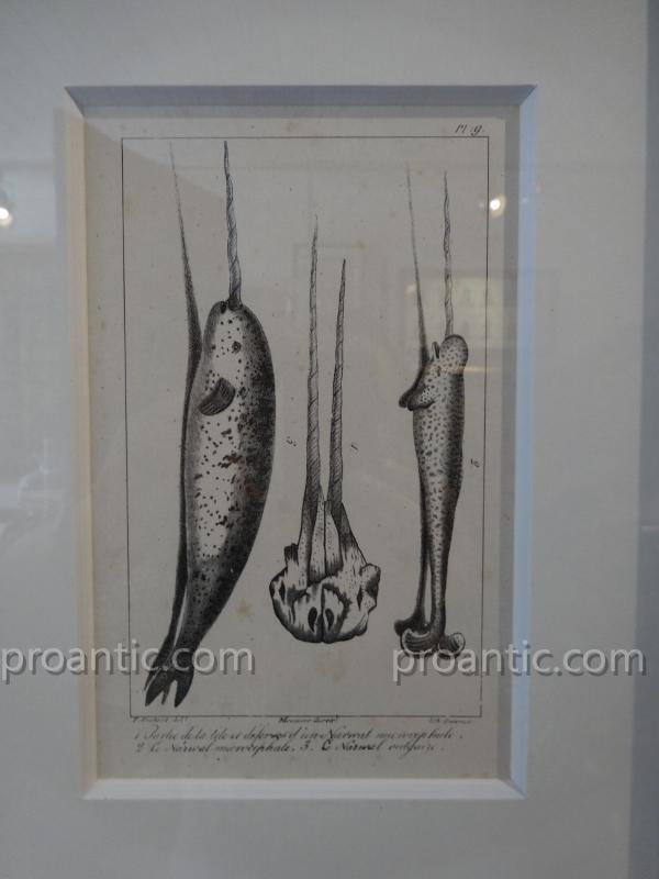 9 Engravings Of Marine Mammals Of Earl Lacépède-photo-2