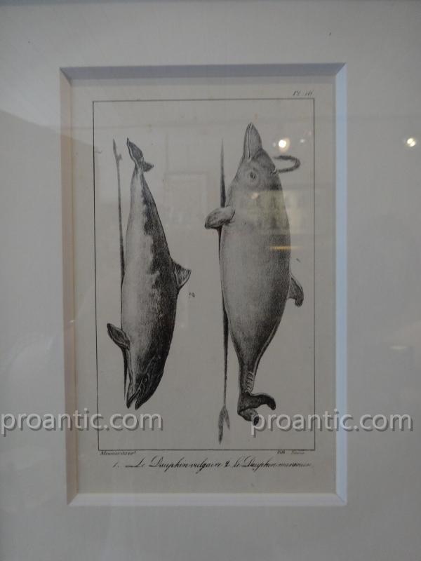 9 Engravings Of Marine Mammals Of Earl Lacépède-photo-3