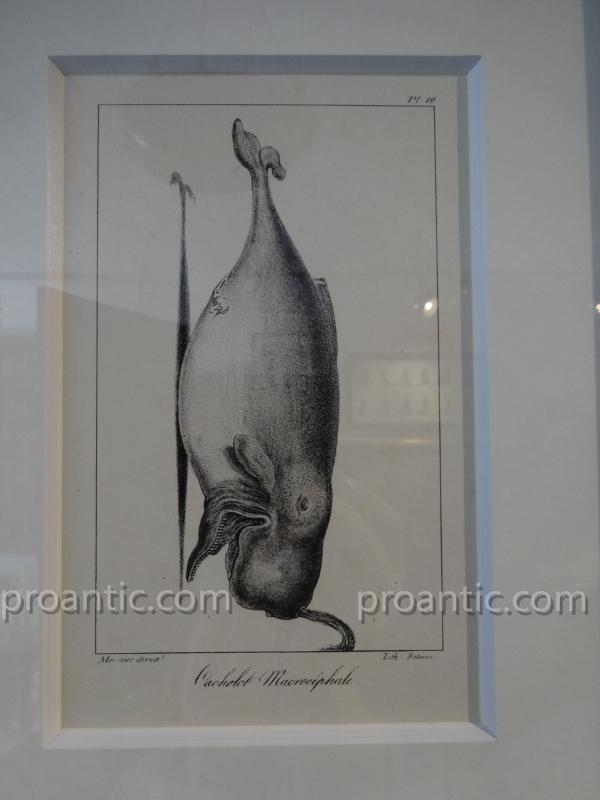 9 Engravings Of Marine Mammals Of Earl Lacépède-photo-5