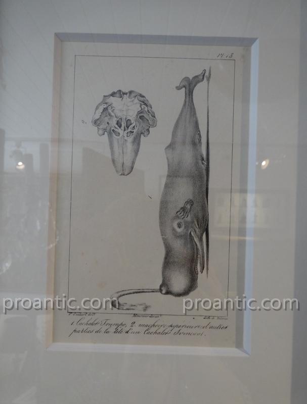 9 Engravings Of Marine Mammals Of Earl Lacépède-photo-6