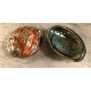 Two Large Abalone Shells 