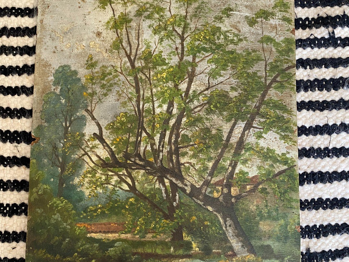 The Undergrowth. Signed A. Maugé And Dated 1928. Oil On Cardboard-photo-4