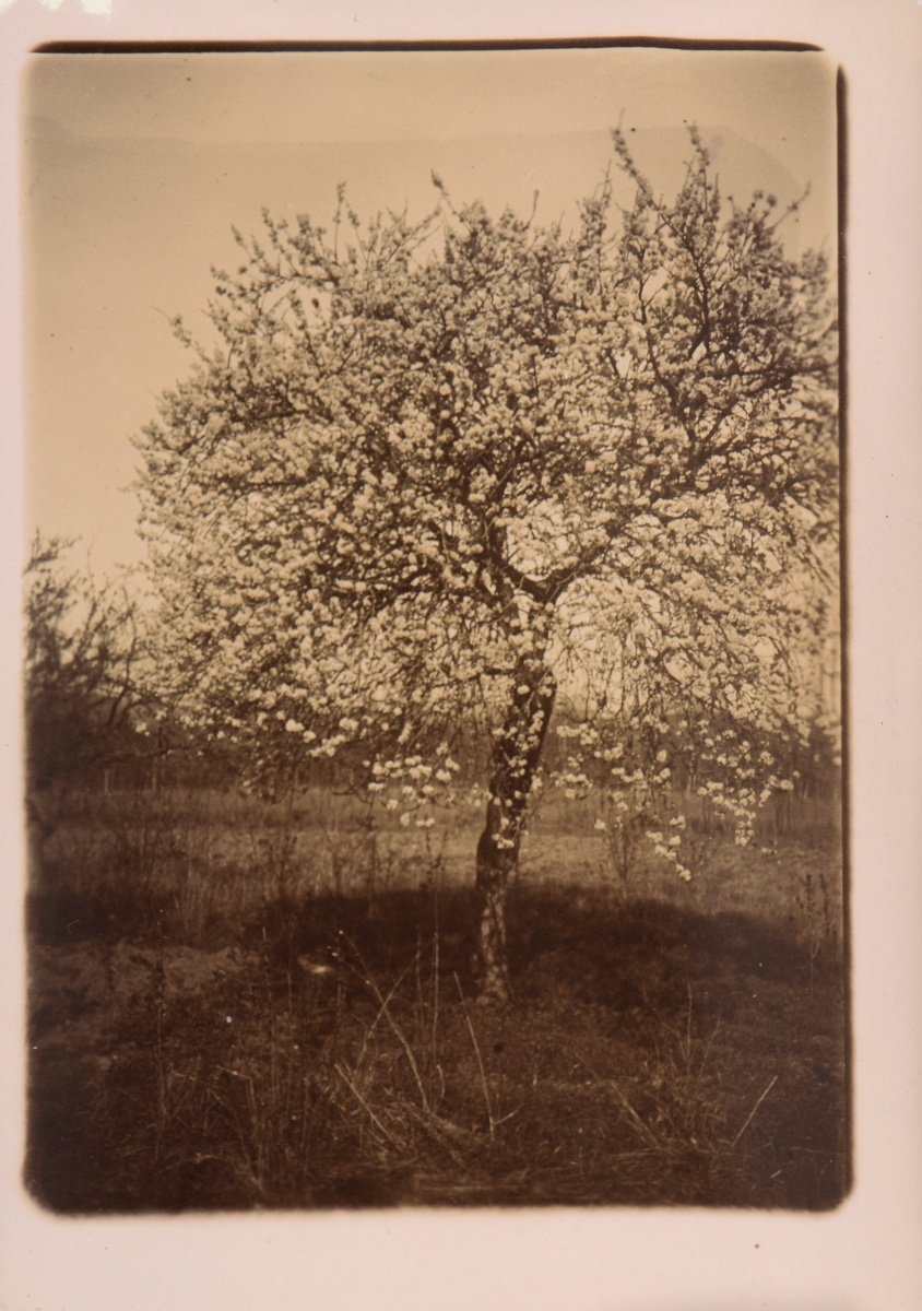 Photographie Originale Par Emile Zola - L'arbre en fleurs