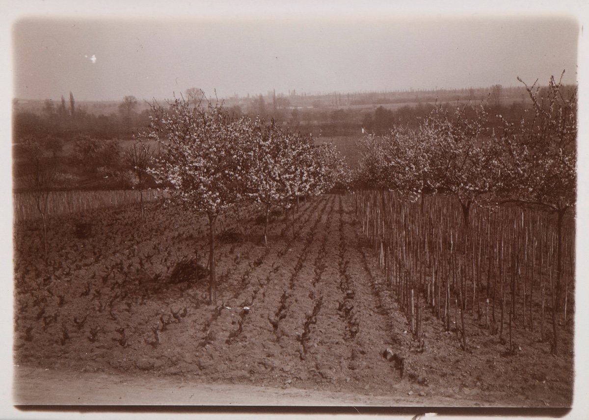 Photographie originale par Emile Zola - Un champ cultivé 