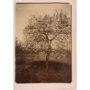 Photographie Originale Par Emile Zola - L'arbre en fleurs